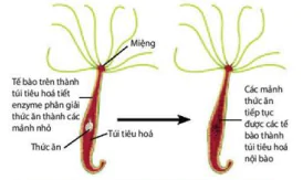 hinh-anh-bai-8-dinh-duong-va-tieu-hoa-o-dong-vat-12070-1