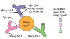 hinh-anh-bai-12-mien-dich-o-nguoi-va-dong-vat-12086-1