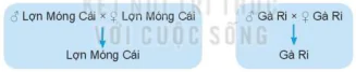 hinh-anh-bai-5-nhan-giong-vat-nuoi-12108-1