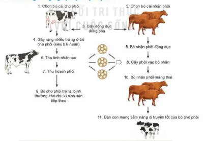 hinh-anh-bai-6-ung-dung-cong-nghe-sinh-hoc-trong-chon-va-nhan-giong-vat-nuoi-12109-1