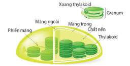 hinh-anh-bai-8-te-bao-nhan-thuc-12817-15