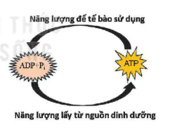hinh-anh-bai-13-khai-quat-ve-chuyen-hoa-vat-chat-va-nang-luong-12834-2