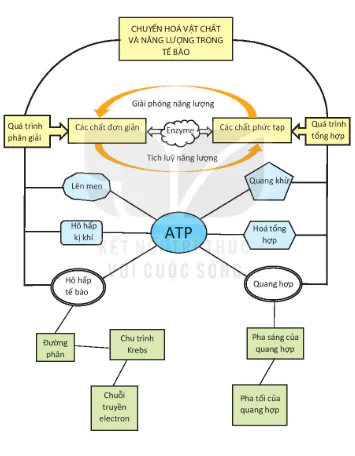 hinh-anh-bai-15-thuc-hanh-thi-nghiem-phan-tich-anh-huong-cua-mot-so-yeu-to-den-hoat-tinh-cua-enzyme-va-kiem-tra-hoat-tinh-cua-enzyme-amylase-12851-0