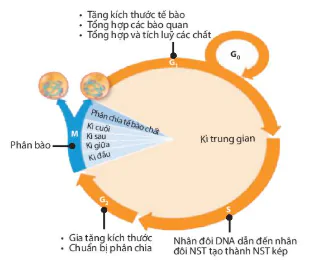 hinh-anh-bai-16-chu-ki-te-bao-va-nguyen-phan-12852-5