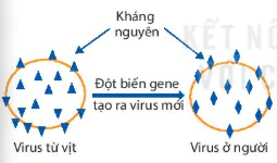 hinh-anh-bai-25-mot-so-benh-do-virus-va-cac-thanh-tuu-nghien-cuu-ung-dung-virus-12882-1