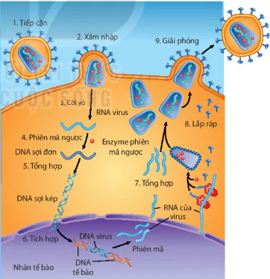 hinh-anh-bai-25-mot-so-benh-do-virus-va-cac-thanh-tuu-nghien-cuu-ung-dung-virus-12882-4