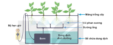 hinh-anh-bai-25-cong-nghe-trong-cay-khong-dung-dat-13324-9