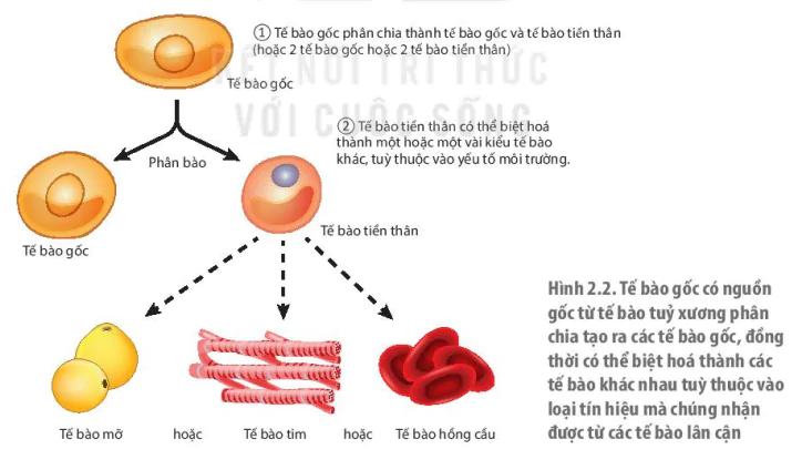 hinh-anh-bai-2-te-bao-goc-va-mot-so-thanh-tuu-13223-1