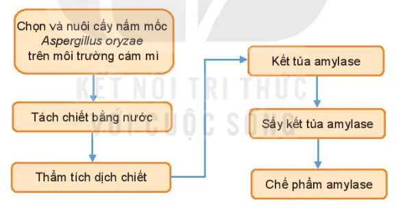 hinh-anh-bai-6-quy-trinh-cong-nghe-san-xuat-enzyme-13227-1