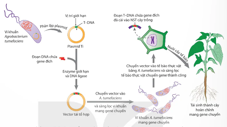 hinh-anh-bai-3-cong-nghe-gene-13937-5