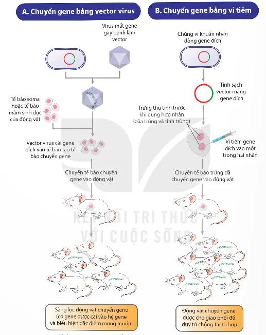 hinh-anh-bai-3-cong-nghe-gene-13937-7