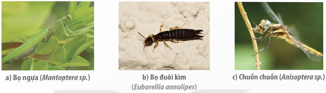 hinh-anh-bai-6-cac-bien-phap-kiem-soat-sinh-hoc-13941-1 hinh-anh-bai-6-cac-bien-phap-kiem-soat-sinh-hoc-13941-1