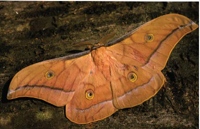 hinh-anh-bai-6-cac-bien-phap-kiem-soat-sinh-hoc-13941-10 hinh-anh-bai-6-cac-bien-phap-kiem-soat-sinh-hoc-13941-10