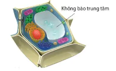 hinh-anh-bai-8-te-bao-nhan-thuc-12817-9