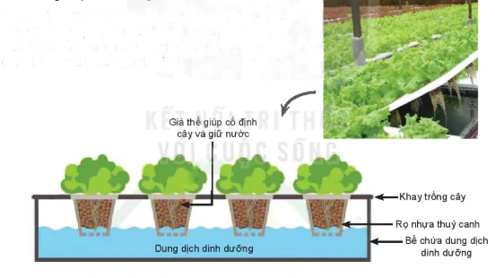 hinh-anh-bai-25-cong-nghe-trong-cay-khong-dung-dat-13324-6