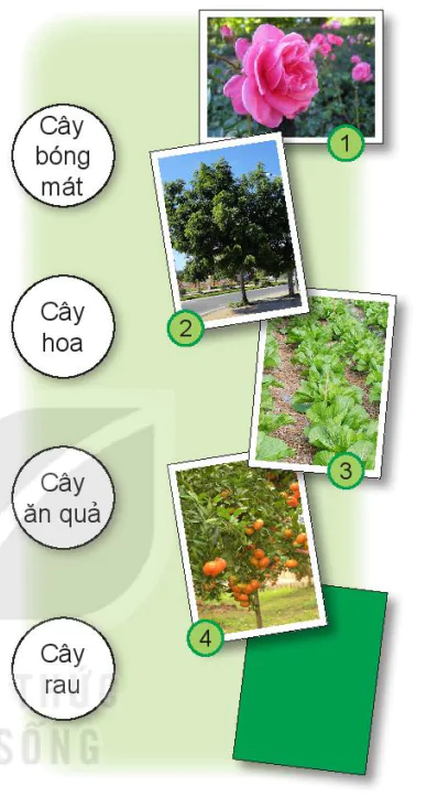 hinh-anh-bai-15-cay-xung-quanh-em-6736-8
