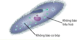 hinh-anh-bai-8-te-bao-nhan-thuc-12817-10