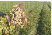 hinh-anh-bai-12-mot-so-phuong-phap-chon-tao-giong-cay-trong-13270-20
