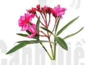 hinh-anh-bai-20-vai-tro-cua-thuc-vat-trong-doi-song-va-trong-tu-nhien-10950-13