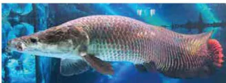 hinh-anh-bai-10-gioi-thieu-chung-ve-ca-canh-13988-12