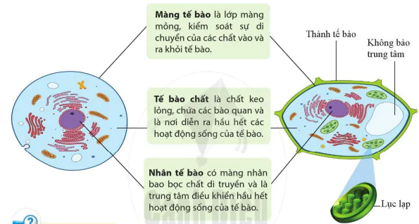 hinh-anh-bai-12-te-bao-don-vi-co-so-cua-su-song-10305-15
