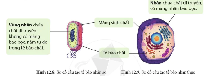hinh-anh-bai-12-te-bao-don-vi-co-so-cua-su-song-10305-16