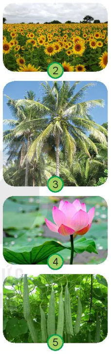 hinh-anh-bai-15-cay-xung-quanh-em-6736-1