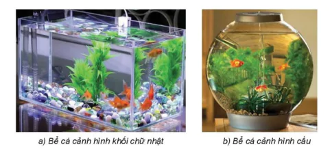 hinh-anh-bai-16-thuc-hanh-lap-ke-hoach-nuoi-ca-canh-7495-2
