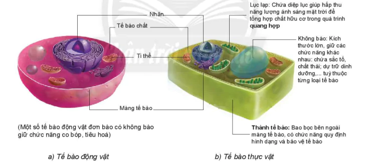 hinh-anh-bai-19-cau-tao-va-chuc-nang-cac-thanh-phan-cua-te-bao-7815-5