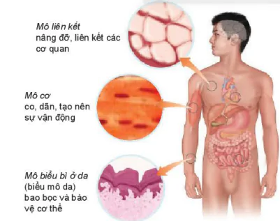 hinh-anh-bai-23-to-chuc-co-the-da-bao-7900-5