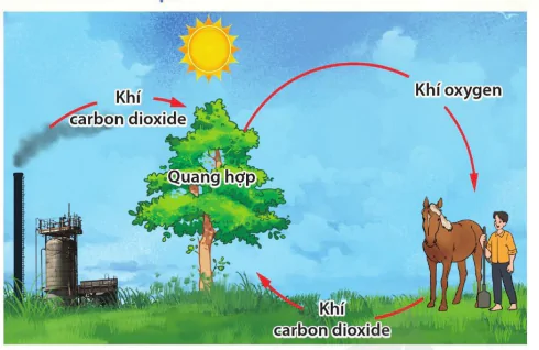 hinh-anh-bai-20-vai-tro-cua-thuc-vat-trong-doi-song-va-trong-tu-nhien-10950-3
