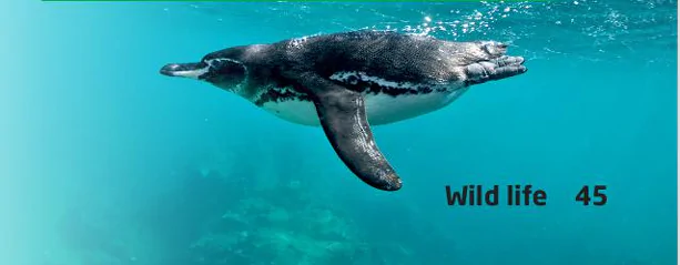 hinh-anh-writing-animals-in-danger-11289-2