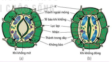 hinh-anh-bai-2-trao-doi-nuoc-va-khoang-o-thuc-vat-12039-5