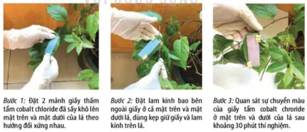 hinh-anh-bai-3-thuc-hanh-trao-doi-nuoc-va-khoang-o-thuc-vat-12040-2