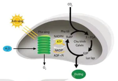 hinh-anh-bai-4-quang-hop-o-thuc-vat-12041-2