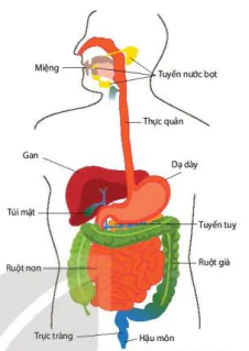 hinh-anh-bai-8-dinh-duong-va-tieu-hoa-o-dong-vat-12070-2