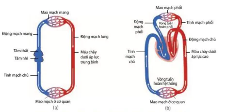 hinh-anh-bai-10-tuan-hoan-o-dong-vat-12076-2
