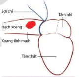 hinh-anh-bai-11-thuc-hanh-mot-so-thi-nghiem-ve-tuan-hoan-12082-2