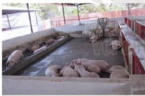 hinh-anh-bai-17-nuoi-duong-va-cham-soc-vat-nuoi-12205-2