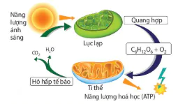hinh-anh-bai-8-te-bao-nhan-thuc-12817-16