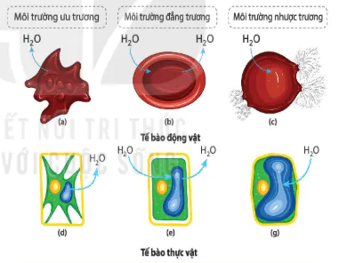 hinh-anh-bai-10-trao-doi-chat-qua-mang-te-bao-12823-4