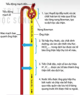hinh-anh-bai-13-bai-tiet-va-can-bang-noi-moi-12828-1
