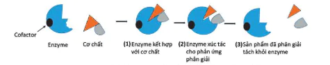 hinh-anh-bai-13-khai-quat-ve-chuyen-hoa-vat-chat-va-nang-luong-12834-4