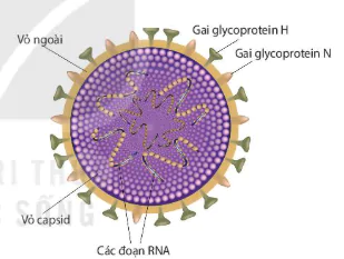 hinh-anh-bai-25-mot-so-benh-do-virus-va-cac-thanh-tuu-nghien-cuu-ung-dung-virus-12882-5