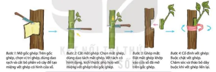 hinh-anh-bai-26-thuc-hanh-nhan-giong-vo-tinh-va-thu-phan-cho-cay-12895-2