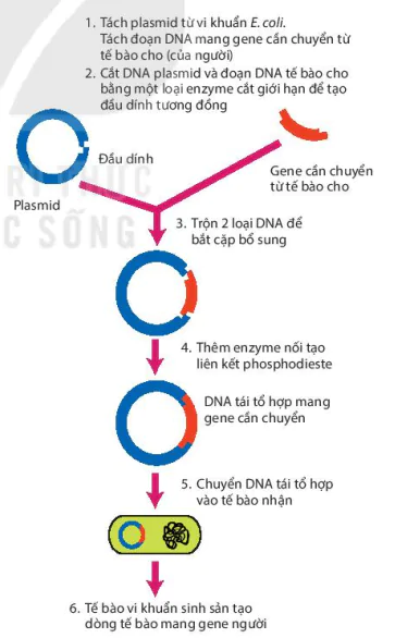 hinh-anh-bai-7-ung-dung-cua-enzyme-13228-2