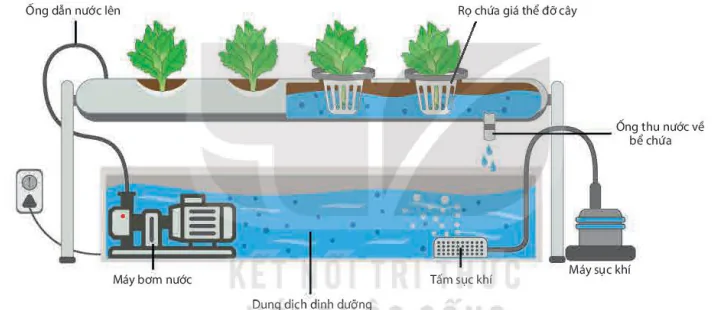 hinh-anh-bai-2-mo-hinh-thuy-canh-theo-huong-phat-trien-nong-nghiep-sach-13581-2