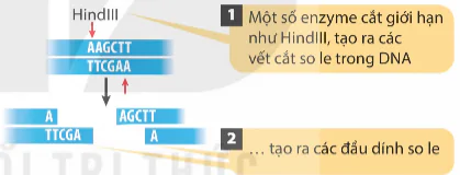 hinh-anh-bai-2-nguyen-li-tach-chiet-dna-13936-2