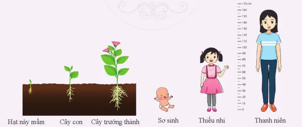 hinh-anh-bai-12-te-bao-don-vi-co-so-cua-su-song-10305-19