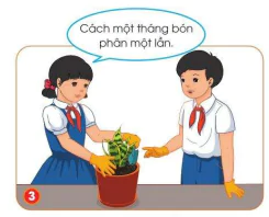hinh-anh-bai-7-trong-va-cham-soc-cay-canh-trong-chau-10151-22